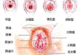 女性私密外观详细结构图,全面揭示女性生理奥秘